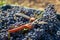 Blue vine grapes with secateurs in the vineyard.