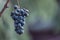 Blue vine grapes in the vineyard. Grapes for making red wine in the harvesting