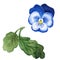 Blue viola. Floral botanical flower. Green leaf. Leaf plant botanical garden floral foliage. Isolated viola illustration