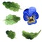 Blue viola. Floral botanical flower. Green leaf. Leaf plant botanical garden floral foliage. Isolated viola illustration