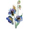 Blue viola floral botanical flowers. Watercolor background illustration set. Isolated bouquet illustration element.