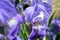 Blue-violet bearded iris