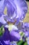 Blue-violet bearded iris