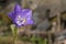 Blue-violet bell flower. In the middle of the flower is a green spider