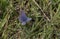 Blue violet butterfly on the meadow in springtime