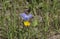 Blue violet butterfly on a yellow flower