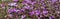 Blue-violet crocuses closeup as a banner background