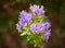 Blue-violet flowers of the hardy, semi evergreen potato vine, Solanum crispum `Glasnevin`