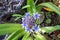 Blue - violet flowers of Oncostema Peruviana, Peruvian jacinth, Scilla peruviana, the Portuguese squill, is a species of Scilla