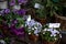 Blue and violet flowers in pots on street market in Europe, Vienna.blue and white hydrangea,bellflower