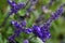 Blue violet flowers from Salvia farinacea x longispicata `Mystic Spires`