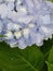 Blue Violet Hydrangea Flowers Closeup Detail Against a Dark Green Leaf with Raindrops