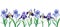 Blue and violet irises. Watercolor flowers and leaves on white background.Banner.Illustration.