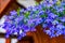 Blue violet Lobelia erinus Sapphire flowers or Edging Lobelia, Garden Lobelia a popular edging plant in gardens for