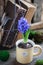 Blue or violet spring hyacinth in the cup over old books with garden instruments. Easter postcard concept.