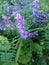 Blue Violet spring mountain flower