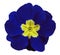 Blue violets flower white isolated background with clipping path. Closeup. no shadows. For design.