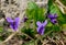 Blue violets in the forest Viola odorata, Wood violets flowers, sweet violet