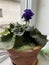 Blue violets on the windowsill in a pot on a light background