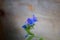 Blue Viper s bugloss -Echium vulgare- inflorescence. Wooden background