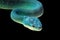 Blue viper snake closeup face, head of viper snake