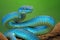 Blue viper snake closeup face, head of viper snake