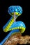 Blue Viper Trimeresurus Insularis Snake extreme closeup. 3d Rendering