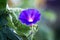 Blue vivid flower of pomegranate on a blurry background_