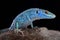 Blue wall lizard Podarcis sicula coerulea