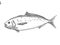 Blue Warehou New Zealand Fish Cartoon Retro Drawing