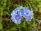 Blue Water Forget-me-not Flowers in the Garden