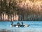 On the blue water of a lake swim some wild geese