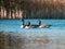 On the blue water of a lake swim some wild geese