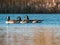 On the blue water of a lake swim some wild geese