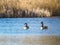 On the blue water of a lake swim some wild geese