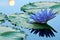 Blue water lily