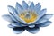 Blue water lily flower in kirigami style