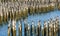 Blue Water Through Old Wood Pilings