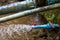 Blue water pipe with orange water opener, water gushing out of the PVC pipe. Water from water tanks with natural water dams