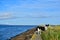 Blue water skies rocks long grass dog black and white Collie lurcher