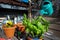 Blue watering can pouring water on basil