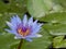 Blue Waterlily