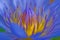 Blue waterlily