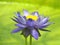 Blue waterlily