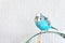 Blue wavy budgie sitting on the cage on light background. One Cute colorful budgie in cage, indoors