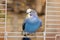 Blue wavy parrot sits at the exit of the cage