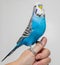 Ð¢he blue wavy parrot sits on the hand