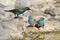 Blue Waxbill and Sunbird - Wild Bird Background from Africa - Poses of Blue and Green