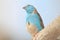 Blue Waxbill - Wild Birds from Africa