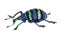 Blue weevil